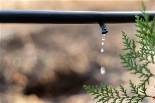 Which is better for watering the hedge: drip hose or pearl hose?