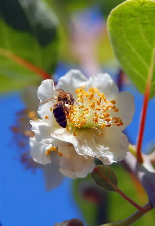 Kiwibloem: mannelijke en vrouwelijke planten herkennen