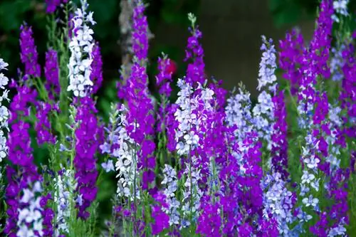 Atraskite patrauklių delphinium veislių savo lovai