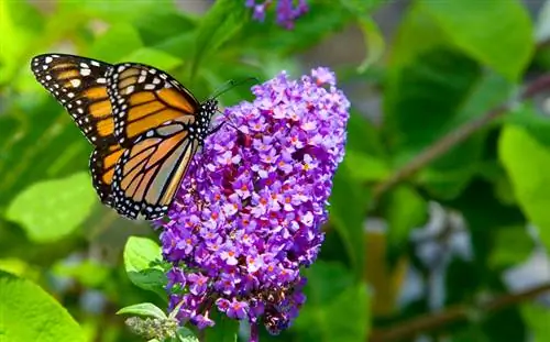 When does the butterfly lilac bloom?