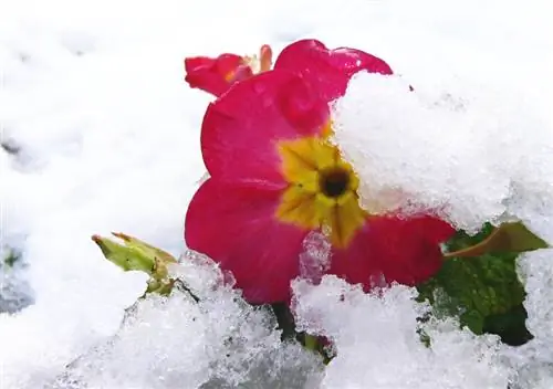 Prímulas no inverno: proteção contra geada para flores duradouras