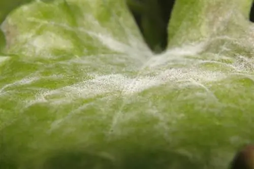 Delphinium mildew