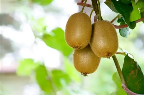 צמצום קיווי: הנחיות לצמיחה בריאה