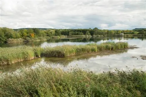 Biotope - Đây là cách bạn tạo ra môi trường sống quý giá cho thực vật và động vật