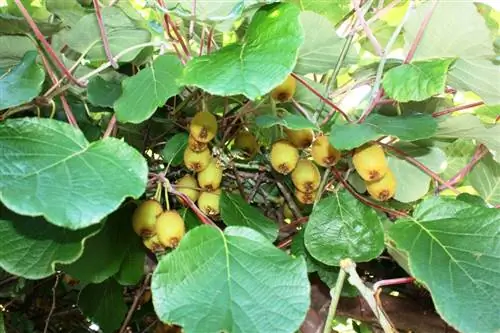 Cultivating kiwis successfully in Germany: This is how it works