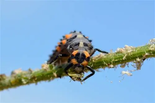 larves de coccinelles