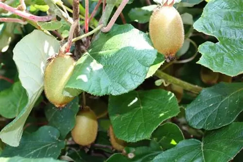 Verspreid kiwi