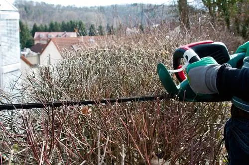 Tăierea corectă a gardului viu forsythia: Ce este important?