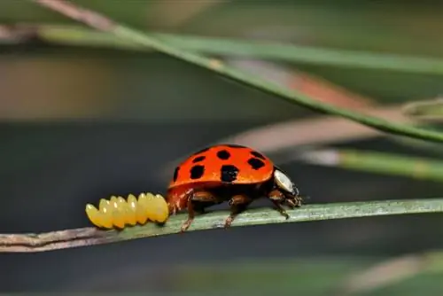 larven van lieveheersbeestjes