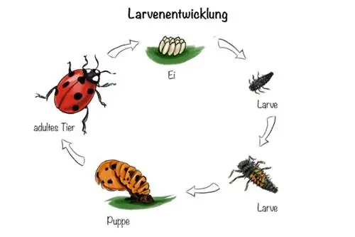 Ladybug sürfələri: sürfə inkişafı