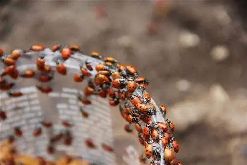 ladybug larvae