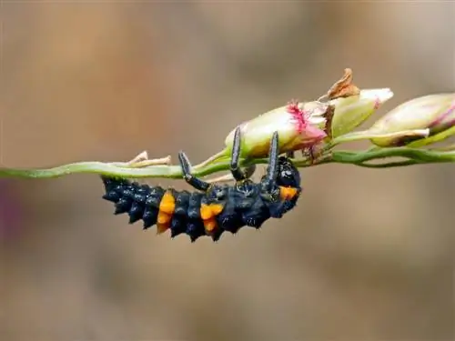 ladybug larvae