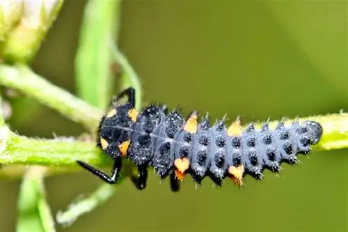 larves de coccinelles