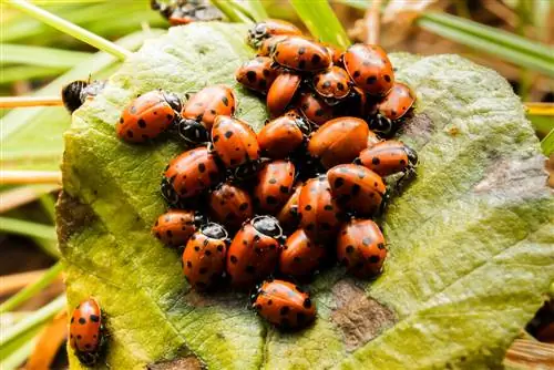 ladybug larvae