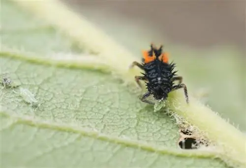 ladybug larvae