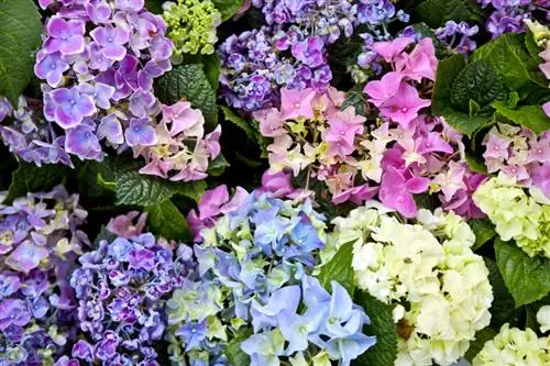 Rangi za Hydrangea: Je, ninawezaje kuathiri rangi ya maua?