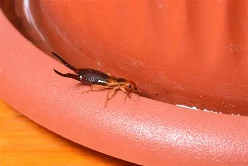 earwig