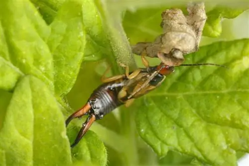 earwig