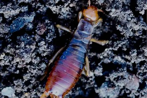 earwig