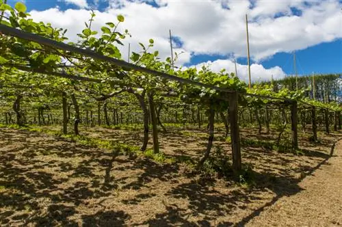 Fertilitza correctament les plantes de kiwi: consells per a una collita rica