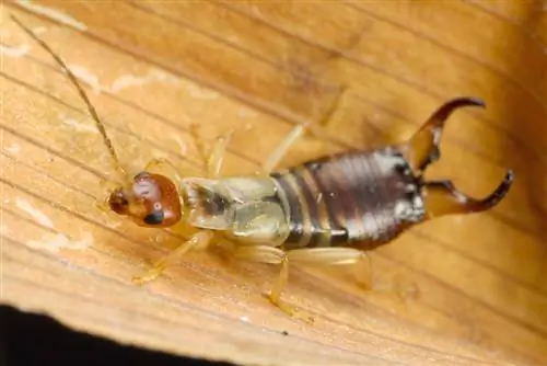 Earwig - katulong sa shell ng chitin