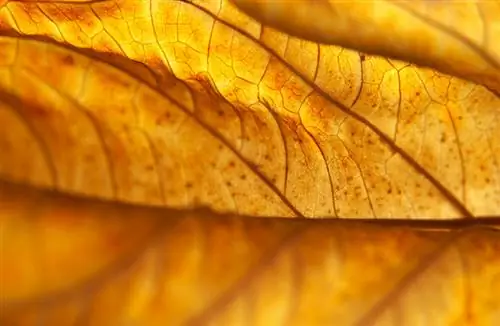 Hydrangea yellow leaves