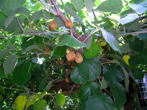 Idisenyo ang iyong sariling kiwi garden: pagpili ng iba't-ibang at mga tagubilin