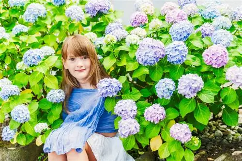 Hydrangeas: Poisonous to children and pets? Important informations