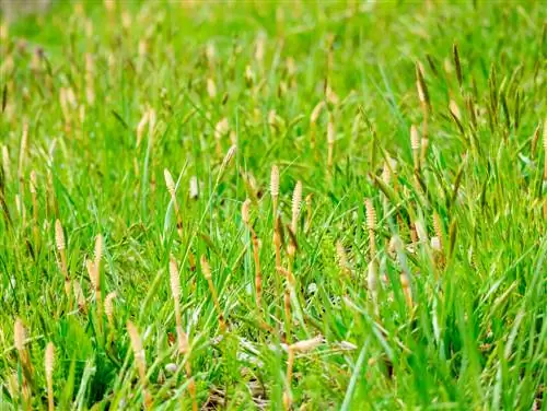 ক্ষেত্রের horsetail