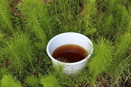 ক্ষেত্রের horsetail