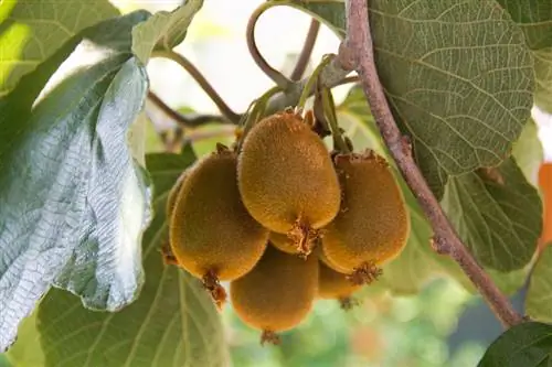 Successfully growing kiwis in a pot: tips & tricks