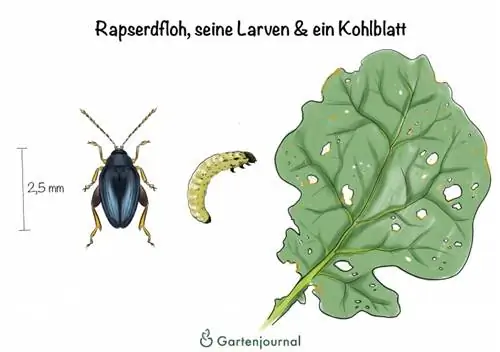 Rapeseed flea beetle, its larvae & a cabbage leaf