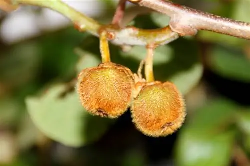 Botões de Kiwi: reconhecer, distinguir e fertilizar