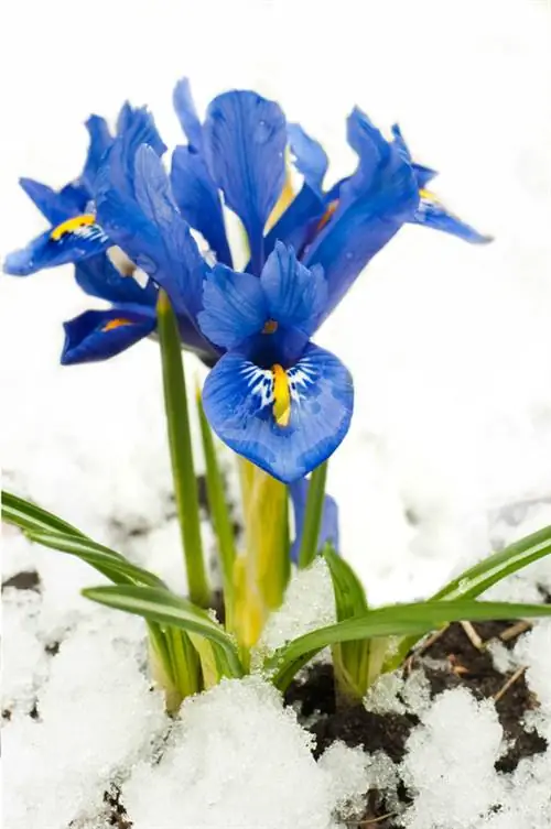 Iris rustique : Voici comment les iris hivernent dans le jardin