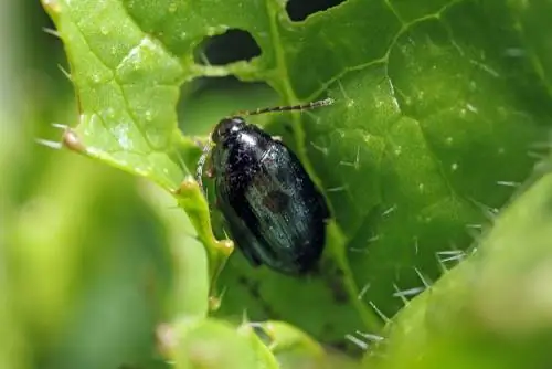 Vecht tegen vlooienkevers in de tuin