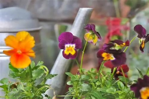 Fertilitzar Viola Tricolor