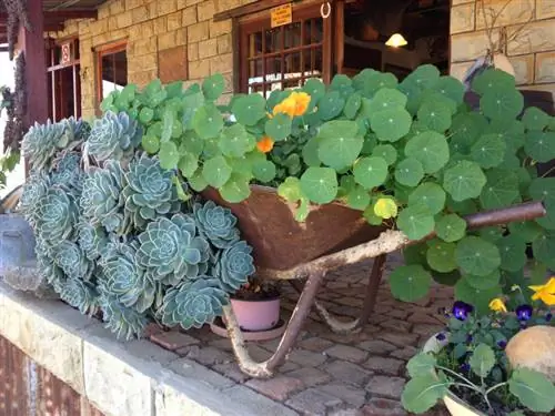 Nasturtiums kwenye sufuria