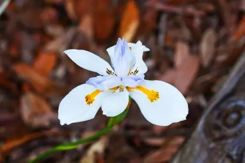 Tiempo de plantación de iris