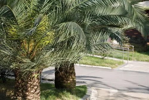 Palmera datilera canaria resistente