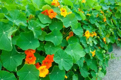 Kan nasturtiums ryp verdra? Winterwenke