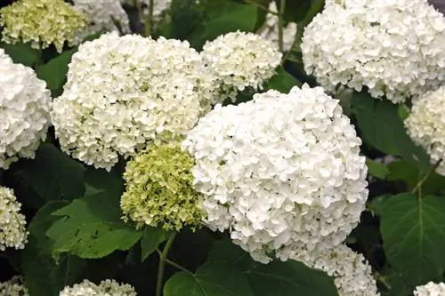 Couper l'hortensia boule de neige