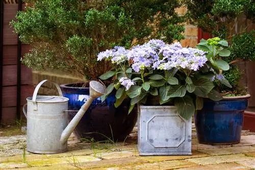 Watering hydrangeas: Paano maiwasan ang kakulangan ng tubig at waterlogging