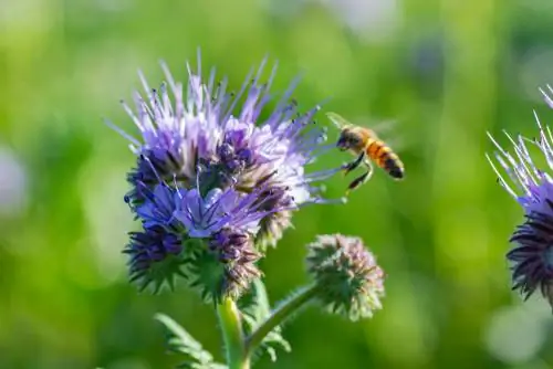 pasto de abejas