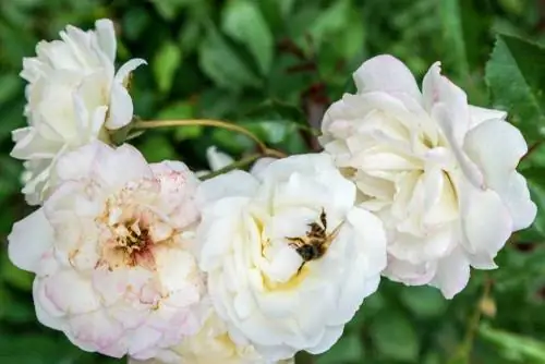 pasto de abejas