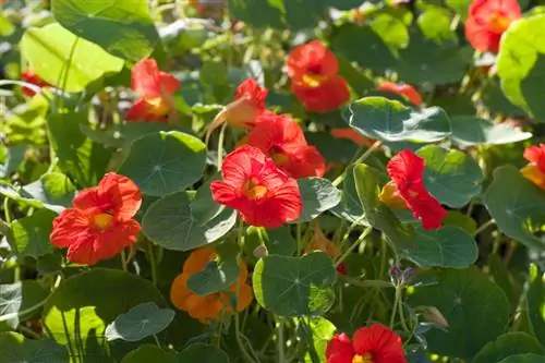 Optimale keuse van ligging vir manjifieke nasturtiums