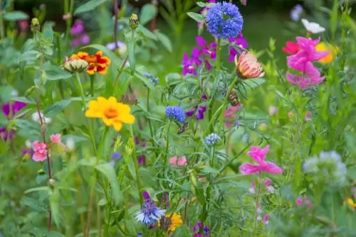 Creating a bee pasture correctly - instructions for beds and balconies