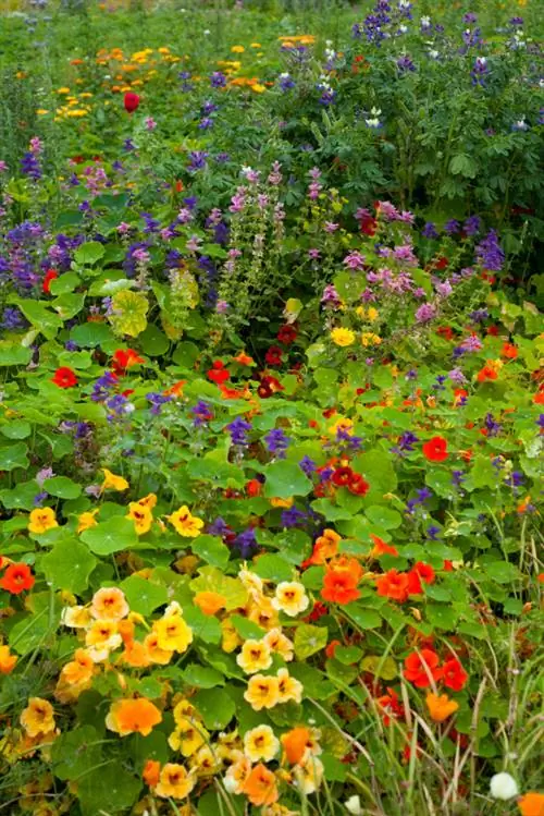 Nasturtium'ları çoğ altın: Açıklanan üç basit yöntem