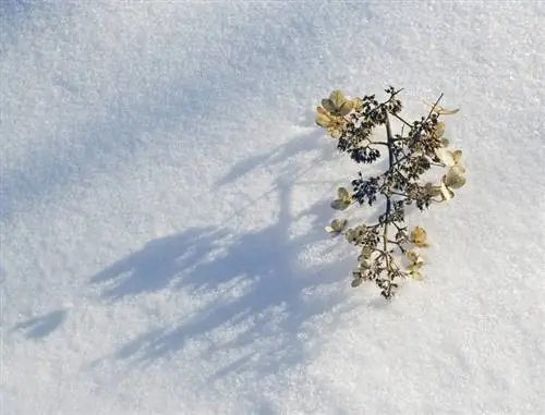 Hortensia in de winter