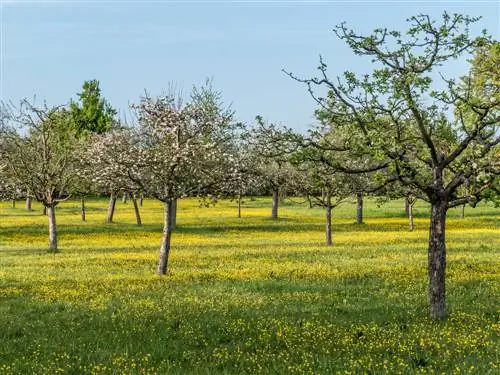 sadová louka