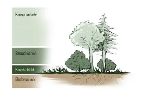 Layers of a meadow orchard